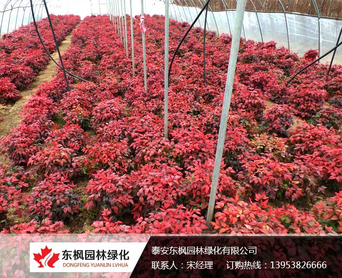 國(guó)內(nèi)較大的火焰南天竹生產(chǎn)培育基地
