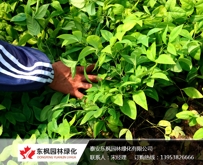 國(guó)內(nèi)較大的火焰南天竹生產(chǎn)培育基地