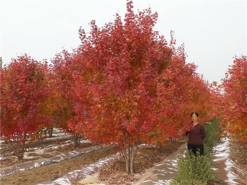 彩色苗木之王—美國(guó)紅楓，還能紅多久？