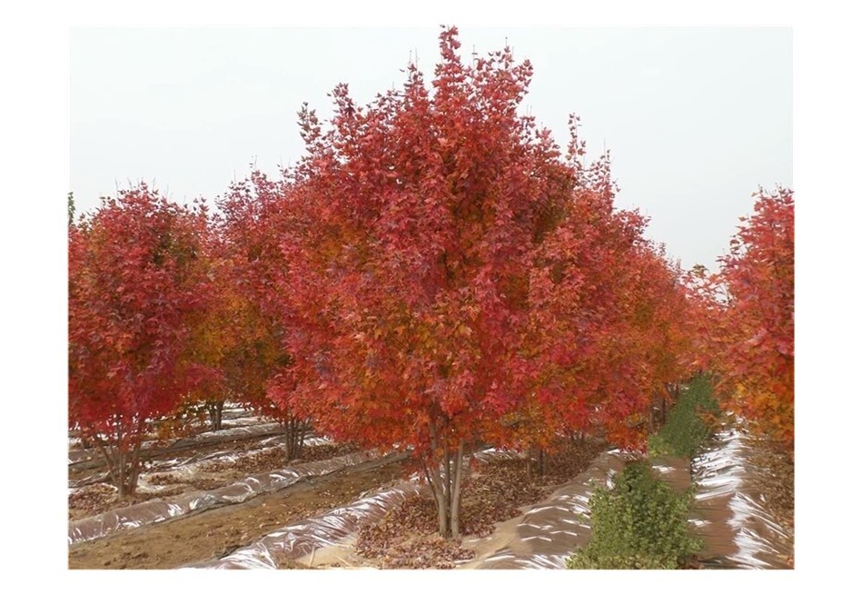 彩色苗木之王—美國(guó)紅楓，還能紅多久？