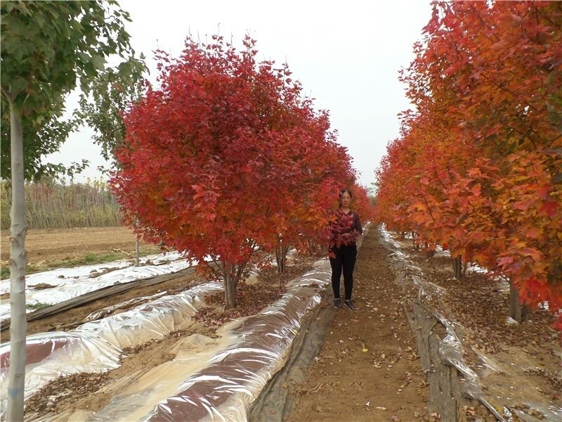 彩色苗木之王—美國(guó)紅楓，還能紅多久？