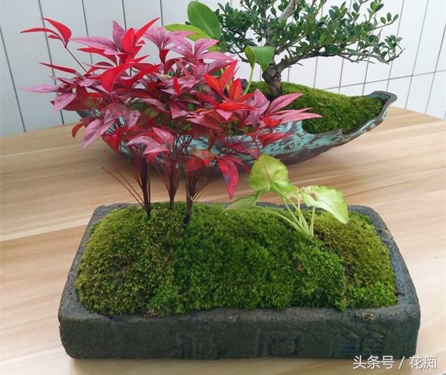 火焰南天竹入市以來(lái)熱度不減，未來(lái)幾年市場(chǎng)好！