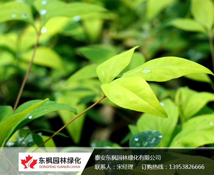 火焰南天竹入市以來(lái)熱度不減，未來(lái)幾年市場(chǎng)好！
