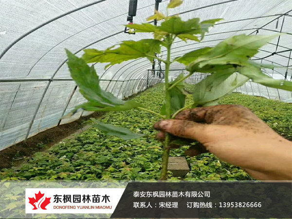 紅點(diǎn)紅楓