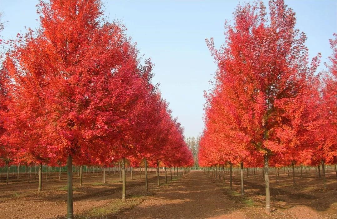 它，秋之嬌子——美國紅點紅楓