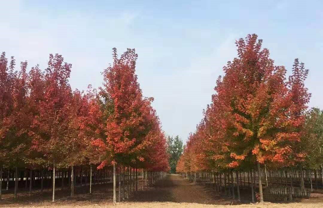 它，秋之嬌子——美國紅點紅楓