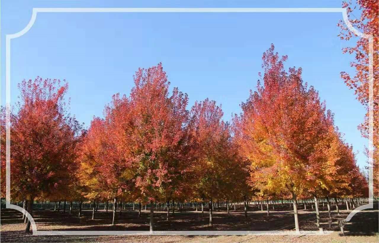 它，秋之嬌子——美國紅點紅楓