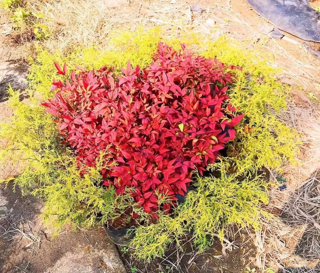 凌霜傲雪，夏透碧翠；近凝眸，紅光瀲艷，精神抖擻------火焰南天竹