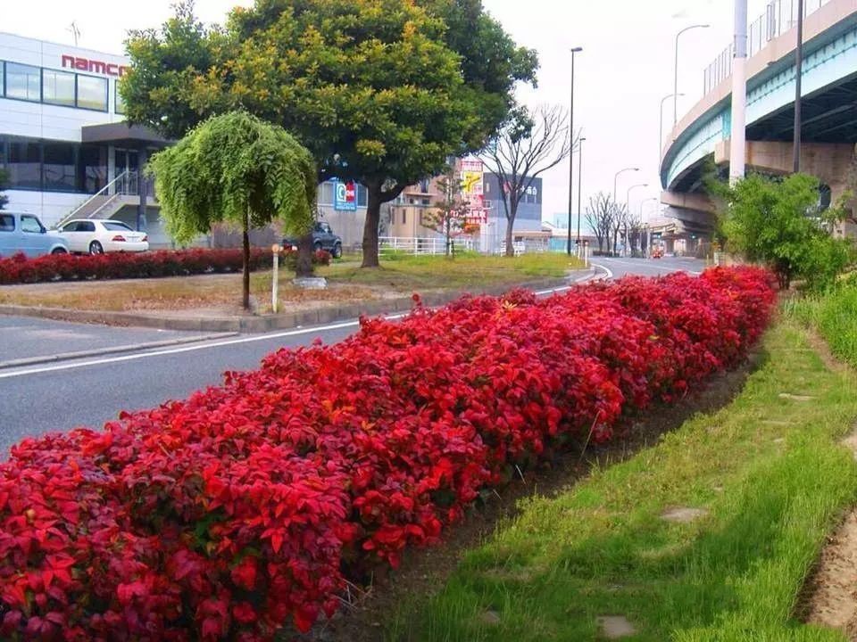 凌霜傲雪，夏透碧翠；近凝眸，紅光瀲艷，精神抖擻------火焰南天竹