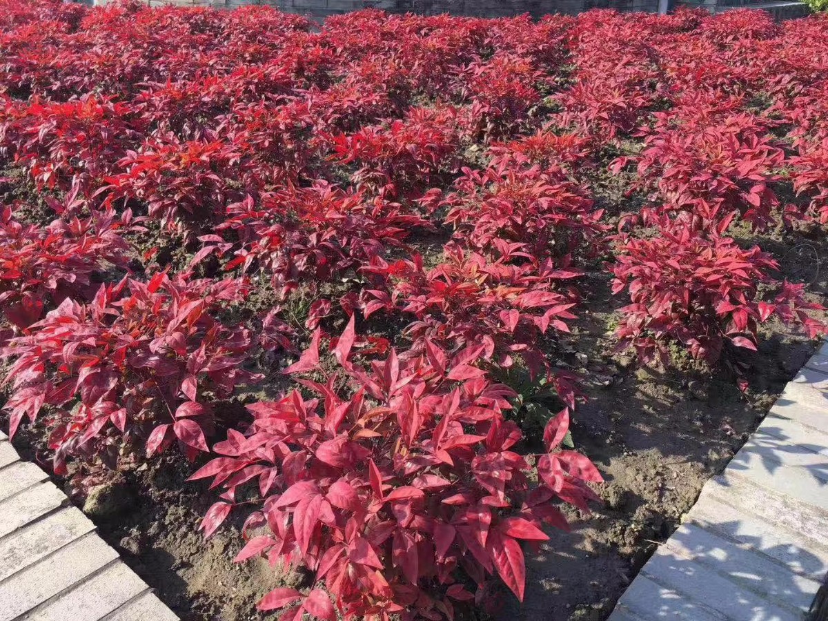 凌霜傲雪，夏透碧翠；近凝眸，紅光瀲艷，精神抖擻------火焰南天竹