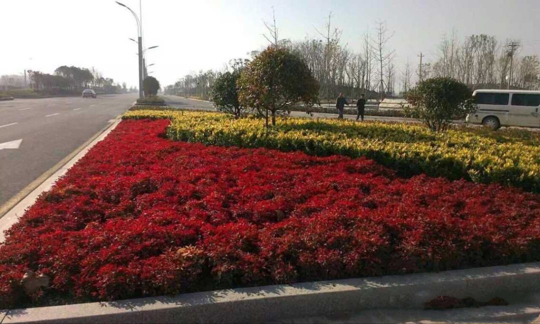 凌霜傲雪，夏透碧翠；近凝眸，紅光瀲艷，精神抖擻------火焰南天竹