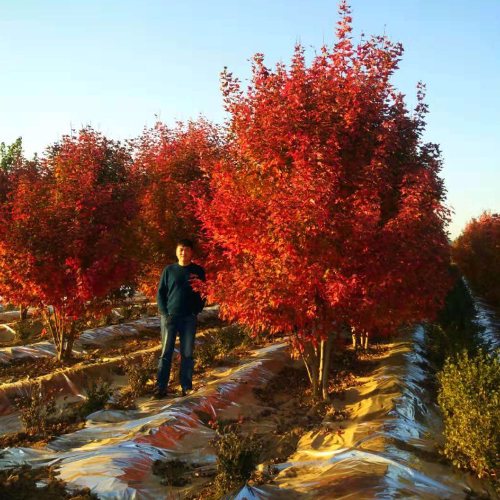 叢生多桿苗木市場(chǎng)需求火爆，叢生紅點(diǎn)紅楓正在逐漸走俏……