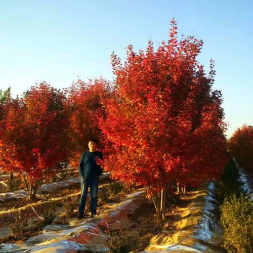 叢生多桿苗木市場(chǎng)需求火爆，叢生紅點(diǎn)紅楓正在逐漸走俏……