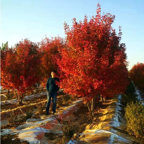 叢生多桿苗木市場(chǎng)需求火爆，叢生紅點(diǎn)紅楓正在逐漸走俏……