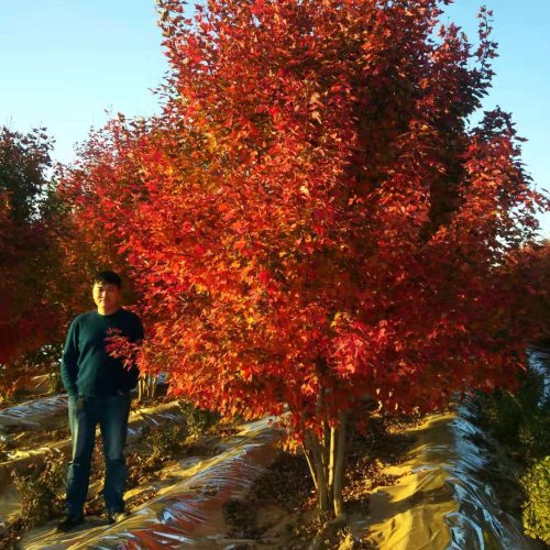 叢生多桿苗木市場(chǎng)需求火爆，叢生紅點(diǎn)紅楓正在逐漸走俏……