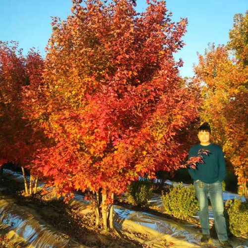 叢生多桿苗木市場(chǎng)需求火爆，叢生紅點(diǎn)紅楓正在逐漸走俏……