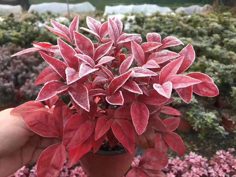 選對種苗，做好產(chǎn)品，才能未來可期！火焰南天竹、叢生紅點(diǎn)紅楓、紫薇花瓶